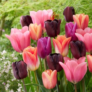 Tulipa Bulb Portfolio Supernova Mixture Tulip 50 Count Bag