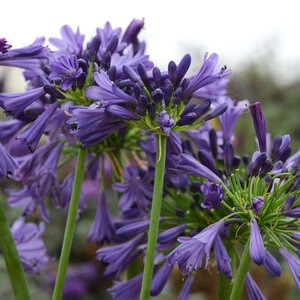 Agapanthus Praecox Straight A Purple Delight Portfolio African Lily True 1 gal. Container
