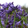 Agapanthus Praecox Straight A Purple Delight Portfolio African Lily
