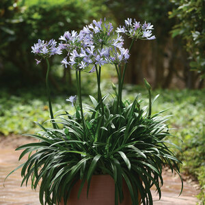 Agapanthus Praecox Straight A Barley Blue Portfolio African Lily True 1 gal. Container