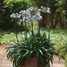 Agapanthus Praecox Straight A Barley Blue Portfolio African Lily