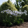 Agapanthus Praecox Straight A Barley Blue Portfolio African Lily