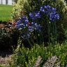 Agapanthus Praecox Straight A Purple Delight Portfolio African Lily