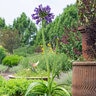 Agapanthus Praecox Straight A Purple Delight Portfolio African Lily