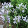 Agapanthus Praecox Straight A Barley Blue Portfolio African Lily