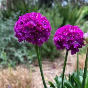 Armeria Pseudarmeria Dreameria Vivid Dreams Portfolio Great Thrift True 1 gal. Container