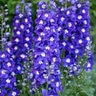 Delphinium X Hybrida Delgenius Blue Fabulosa Portfolio Larkspur