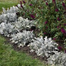 Centaurea Ragusina Silver Swirl Portfolio Dusty Miller