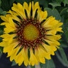 Gaillardia X Grandiflora Fanfare Citronella Portfolio Blanket Flower