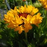 Gaillardia X Grandiflora Fanfare Citronella Portfolio Blanket Flower
