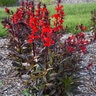 Lobelia Speciosa Starship Scarlet Bronze Leaf Portfolio Cardinal Flower