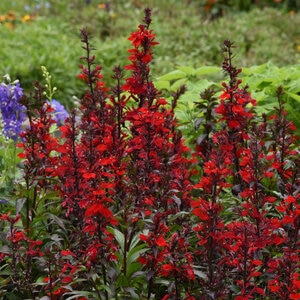 Lobelia Speciosa Starship Scarlet Bronze Leaf Portfolio Cardinal Flower True 1 gal. Container