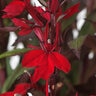 Lobelia Speciosa Starship Scarlet Bronze Leaf Portfolio Cardinal Flower