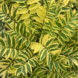 Polemonium Pulcherrimum Golden Feathers Portfolio Jacobs Ladder True 1 gal. Container