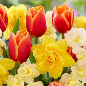 Multi Bulb Portfolio Tropical Sunset Blend