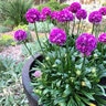 Armeria Pseudarmeria Dreameria Vivid Dreams Portfolio Great Thrift