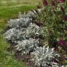 Centaurea Ragusina Silver Swirl Portfolio Dusty Miller