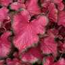 Caladium bicolor Flare Portfolio Strap Leaf Angel Wings