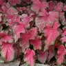 Caladium bicolor Flare Portfolio Strap Leaf Angel Wings
