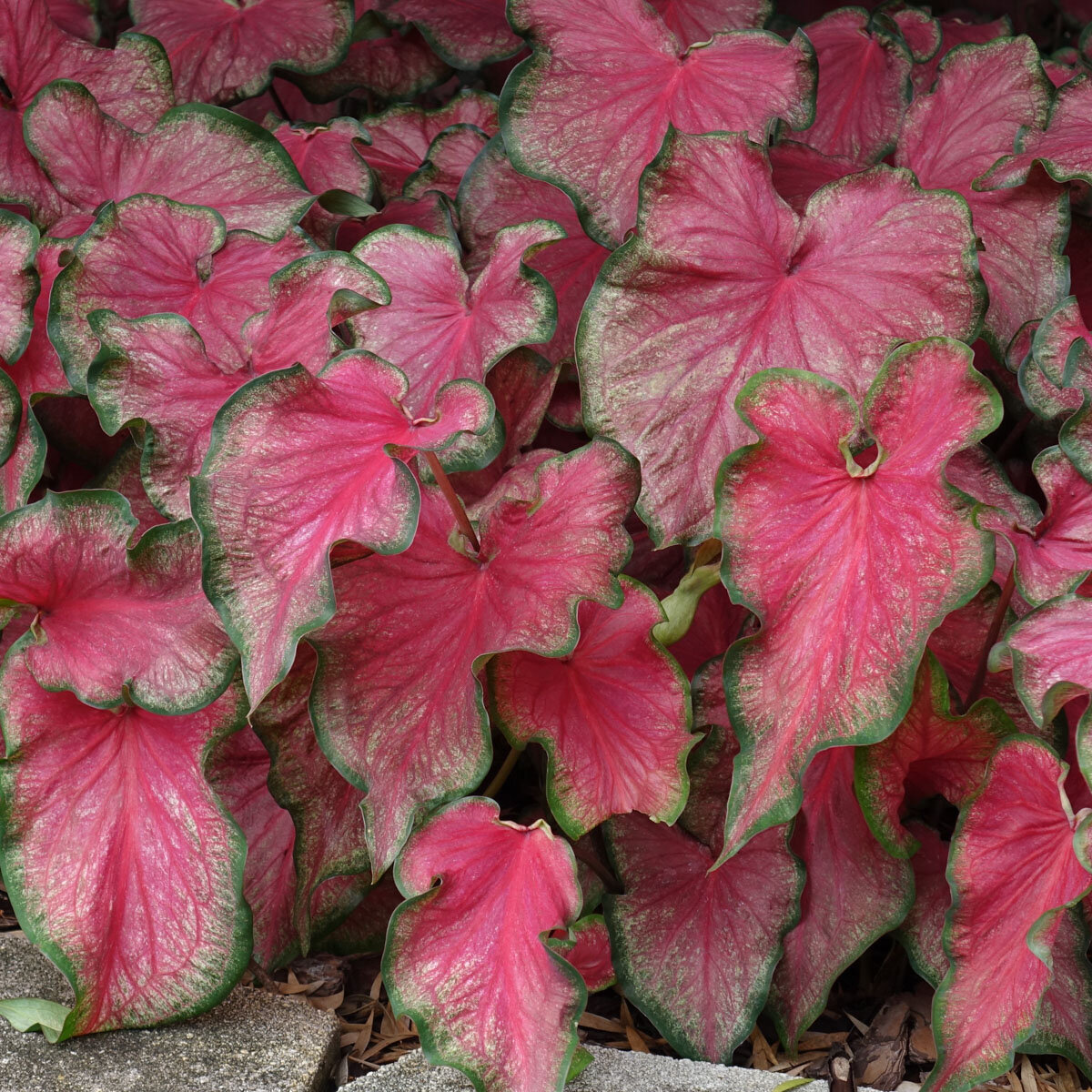 Caladium bicolor Flare Portfolio Strap Leaf Angel Wings | SiteOne US