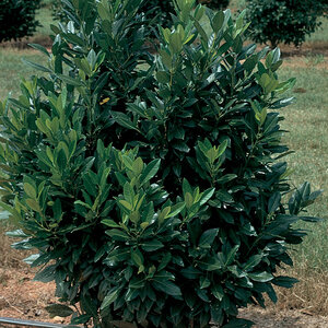 Prunus Laurocerasus Schipkaensis Portfolio English Laurel 15 gal. Container