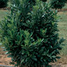 Prunus Laurocerasus Schipkaensis Portfolio English Laurel