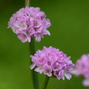 Armeria Pseudarmeria Dreameria Sweet Dreams Portfolio Great Thrift True 1 gal. Container
