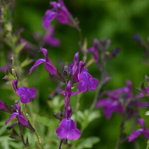 Salvia Greggii Mirage Deep Purple Portfolio Autumn Sage True 1 gal. Container