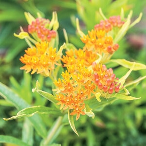 Asclepias Tuberosa Gay Butterflies Portfolio Milkweed True 1 gal. Container