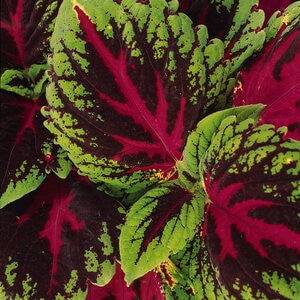 Solenostemon Scutellarioides Kong Red Portfolio Coleus True 1 gal. Container