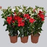Mandevilla Sanderi Summerstar New Red Portfolio Mandevilla