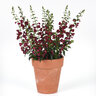 Angelonia Angustifolia Archangel Ruby Sangria Portfolio Summer Snapdragon