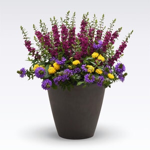 Patio Palette MixMasters Porch Patriot Portfolio Annual Flower Trio Combination 10 in. Decorative Container