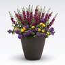 Patio Palette MixMasters Porch Patriot Portfolio Annual Flower Trio Combination