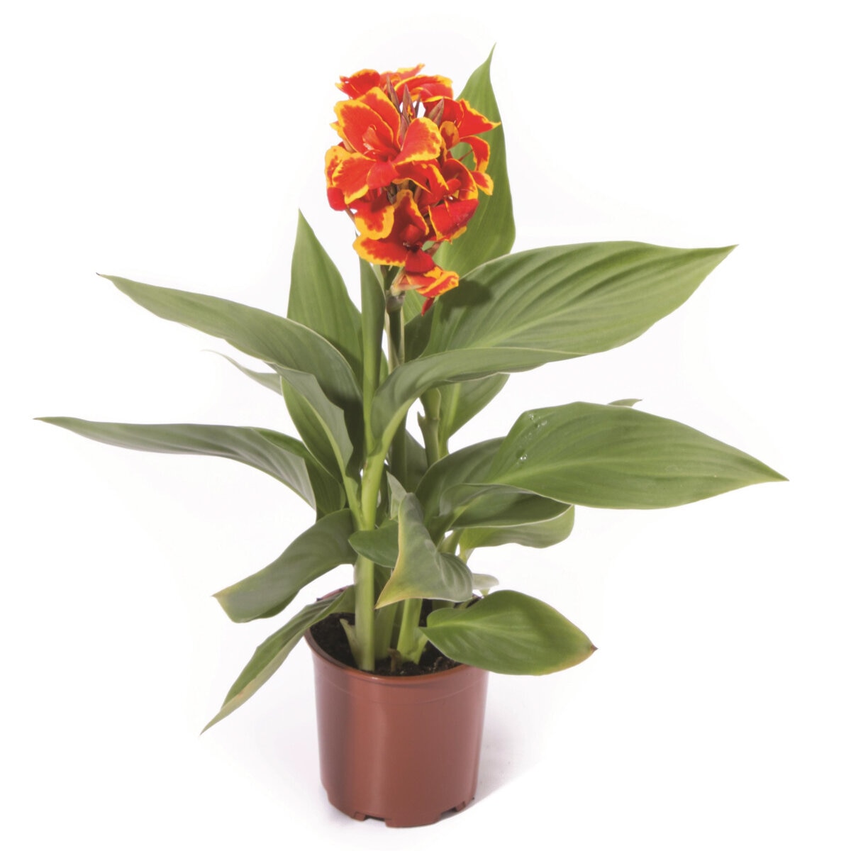 Canna x generalis Cannova Red Golden Flame Portfolio Canna Lily ...