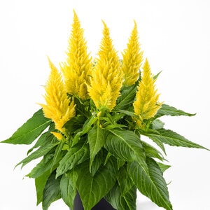 Celosia Argentea var. Spicata Kelos Fire Yellow Portfolio Cockscomb True 1 gal. Container