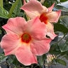 Mandevilla X Sun Parasol Giant Peach Sunrise Portfolio Mandevilla