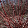 Cornus sericea Winter Spark Portfolio Red Twig Dogwood
