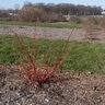 Cornus sericea Winter Spark Portfolio Red Twig Dogwood