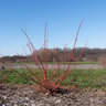 Cornus sericea Winter Spark Portfolio Red Twig Dogwood