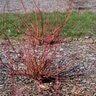 Cornus sericea Winter Spark Portfolio Red Twig Dogwood