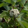 Cornus sericea Winter Spark Portfolio Red Twig Dogwood
