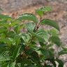 Cornus sericea Winter Spark Portfolio Red Twig Dogwood