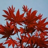 Acer Palmatum Bloodgood Portfolio Japanese Maple