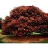 Acer Palmatum Bloodgood Portfolio Japanese Maple