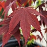 Acer Palmatum Bloodgood Portfolio Japanese Maple