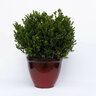 Buxus Microphylla Little Mister Portfolio Boxwood