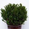 Buxus Microphylla Little Mister Portfolio Boxwood