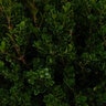 Buxus Microphylla Little Mister Portfolio Boxwood