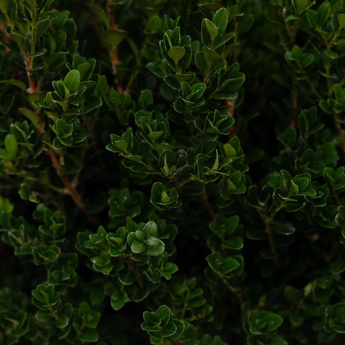 Buxus microphylla Little Mister Portfolio Littleleaf Boxwood | SiteOne US